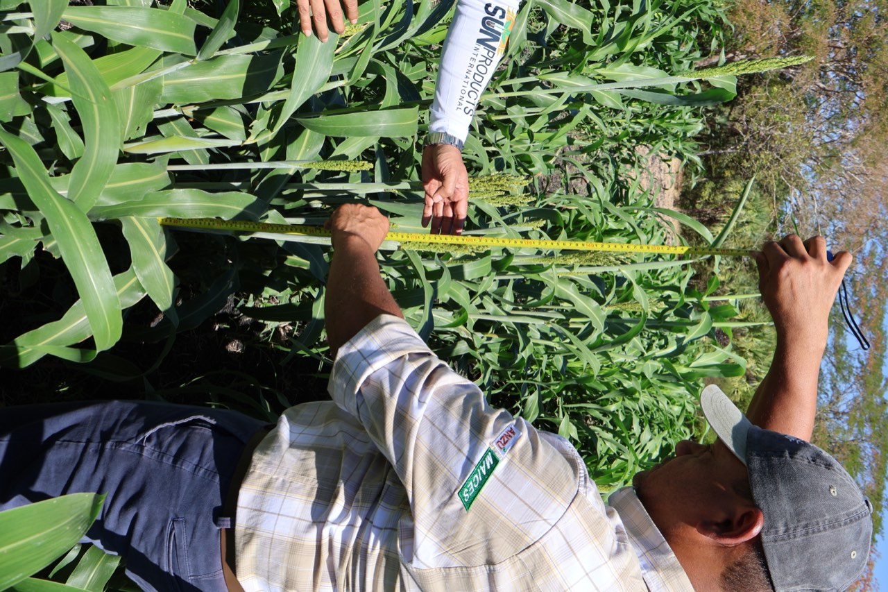 Agrónomo SEMAGRO en campo