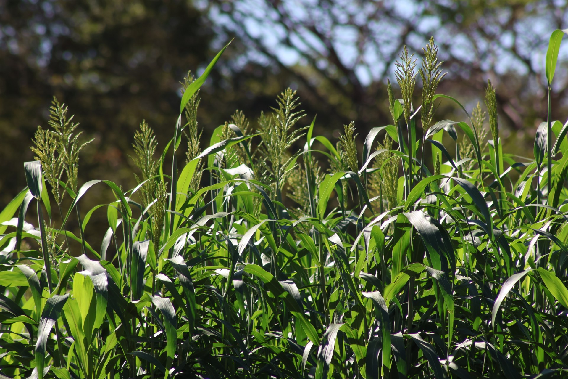 Campos agrícolas SEMAGRO