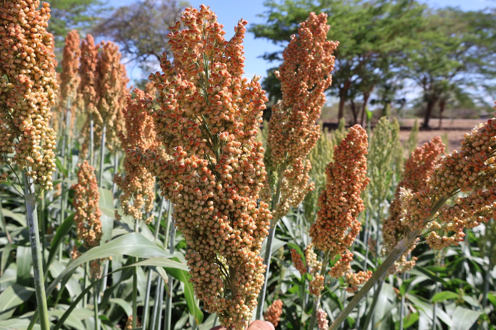 Proyecto Malpaisillo